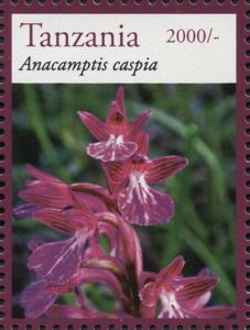 Anacamptis caspia