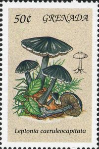 Leptonia caeruleocapitata