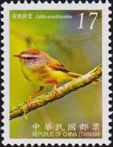 Yellow-bellied Bush Warbler (Cettia acanthizoides)