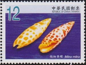 Episcopal Miter (Mitra mitra)