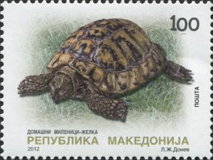 Hermann's Tortoise (Testudo hermanni)