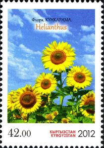 Helianthus