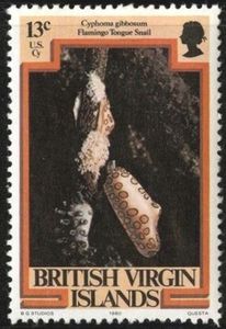 Flamingo Tongue Snail (Cyphoma gibbosum)