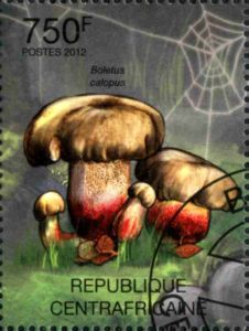 Boletus calopus
