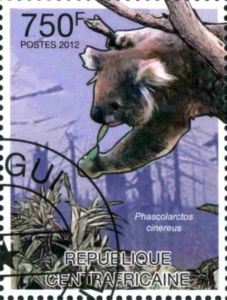 Koala (Phascolarctos cinereus)