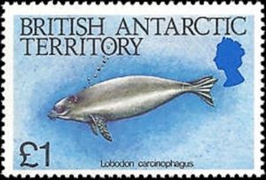 Crabeater Seal (Lobodon carcinophagus)