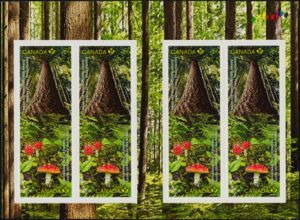 International Year of Forests - Booklet