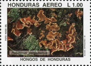 Trichaptum biformis (as Polyporus pargamenus)
