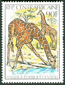 Giraffe (Giraffa camelopardalis)