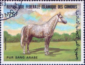 Arabian (Equus ferus caballus)