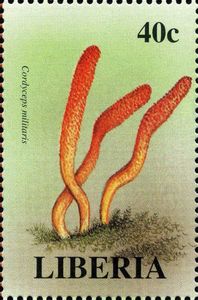 Cordyceps militaris