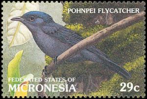 Pohnpei Flycatcher (Myiagra pluto)