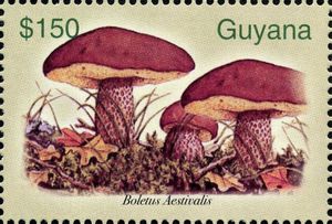 Boletus aestivalis