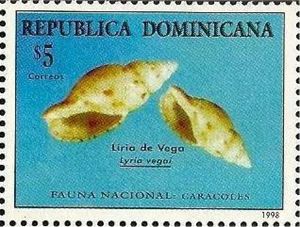 Vega's Lyria (Lyria vegai)