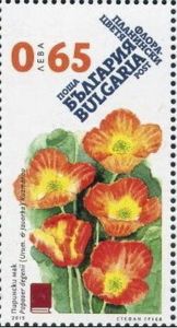 Papaver degenii kuzmanov