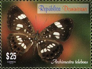 Nymphalid Butterfly (Archimestra teleboas)