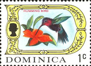 Hummingbird (Eulampis jugularis)