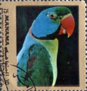 Emerald-Collared Parakeet (Psittacula calthrapae)