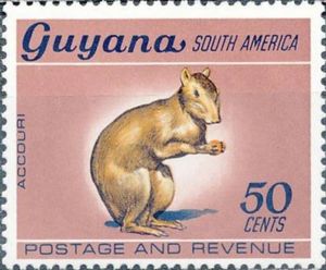 Accouri or Red Acouchy (Myoprocta acouchy) (no watermark)