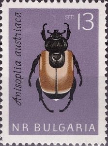 Wheat Cheafer (Anisoplia austriaca)