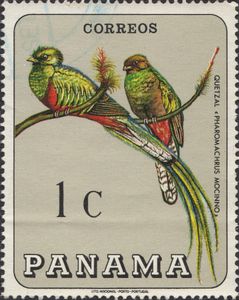 Resplendent Quetzal (Pharomachrus mocinno)