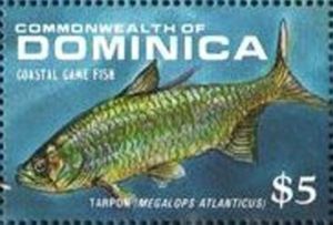 Tarpon (Megalops atlanticus)