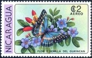 Guayacan (Lignum vitae), Cyprus Morpho (Morpho cyprus)