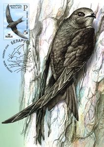 Common Swift (Apus apus)