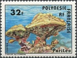 Stony Coral (Porites sp.)