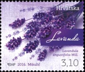 Lavandula angustifolia Mill.