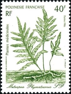 Metuapua (Phymatosorus sp.)