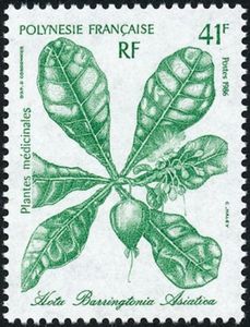 Hotu (Barringtonia asiatica)