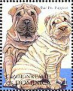 Shar Pei (Canis lupus familiaris)