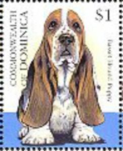 Basset Hound (Canis lupus familiaris)