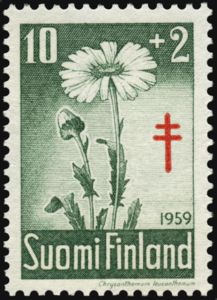 Oxeye Daisy (Chrysanthemum leucanthemum)