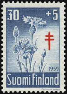 Cornflower (Centaurea cyanus)