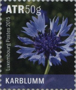 Cornflower