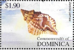 Atlantic Distorsio (Distorsio clathrata)