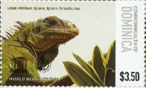 Lesser Antillean Iguana (Iguana delicatissima)