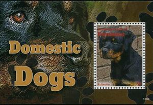 Rottweiler (Canis lupus familiaris)