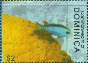 Great Star Coral (Montastrea cavernosa)