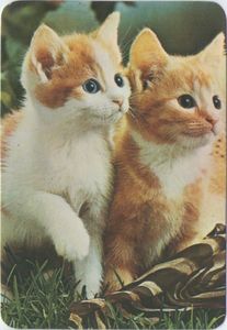 Two Kittens
