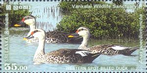 Western Spot-billed Duck (Anas poecilorhyncha)