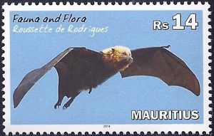 Rodrigues Flying Fox (Pteropus rodricensis)
