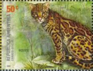 Ocelot (Leopardus pardalis)