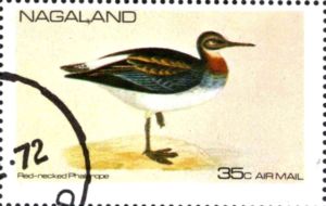 Red-necked Phalarope (Phalaropus lobatus)