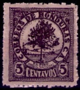 Pine (Pinus australis)