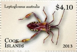 Leaf-footed Bug (Leptoglossus australis)