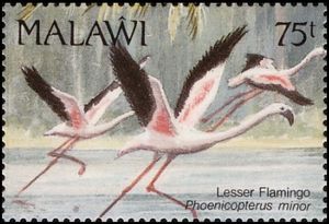 Lesser Flamingo (Phoenicopterus minor)