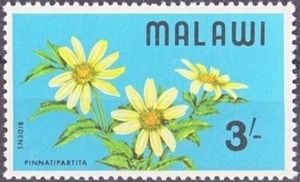 Bidens pinnatipartita